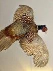 Handsome Vintage Captive Raised Taxidermy Male Ring-necked Pheasant Wall Mount