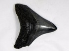 2  5 8   Fossil Megalodon Prehistoric Shark  Teeth  serratted Posterior Tooth  