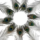 Natural Peacock Feathers With Eye Tail Color 