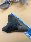 5 12    Megalodon Tooth From A 51    Prehistoric Shark  Great Size  Nice Serrations 