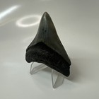 Megalodon Shark Tooth 2 76 Inch - Serrated - Natural Fossil - Authentic 20418