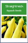 Straightneck Squash Seeds    Non-gmo Squash Seeds   Fresh Heirloom Garden Seeds