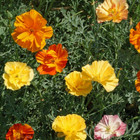 Ballerina Mix California Poppy Seeds   Heirloom   Non-gmo   Free Shipping   1226