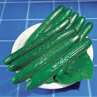 100  Cucumber Seeds - Southern Delight - Japanese -- Large Yielding ------- Rare