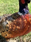 Taxidermy Pheasant Standing Mount On Wood Base
