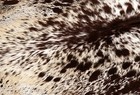 100  New Cowhide Rugs Area Cow Skin Leather  42  X 52   Cow Hide Sa-1140