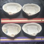 Natural Witch   s Seashell  Ocean Altar Decor  Ritual Offering wicca 4pcs  Lot 13
