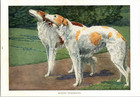 Russian Wolfhound Dogs Original Book Plate Art National Geographic C  1940 s 