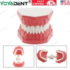 Dental Orthodontic Typodont Teeth Model With Brackets Brushing Flossing Practice