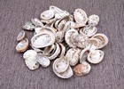 Natural Baby Abalone Seashells Rough  approx  Half Pound 50  Shells 1  Inches 