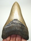 Megalodon Shark Tooth Real Fossil 3 63    - Serrated Shark Teeth - No Restorations