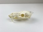 Chinese Water Deer  Male Skull Replica Aprx  7  Bone Clones