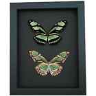 Real Framed Green Butterflies Philaethria Dido Set Butterfly Taxidermy Moonlight