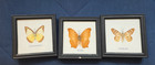 Cruiser  Yellow Moth   Chocolate Albatross 3 Butterfly Taxidermy Wooden Frame