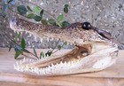 Lg 5   Genuine Alligator Head Skull Taxidermy Real Teeth Jaw Reptile Swamp Gator