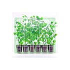 Clone Shipper - Multiple Sizes - Ship Plant Cuttings - 100hr Leds Optional