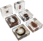 Insect Specimen Set  Bugs Collection Scientific Education Gift For Kids Aged 3-8