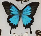Real Framed Butterfly Collection  1