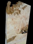Xxl Hardwood Curly Birdseye White Maple Burl Wood Slab Turning Wood  Curly Maple