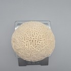 Large Vintage Natural White Brain Coral Nearly 5 Pounds And Excellent Shape
