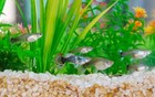  6  Assorted Color Female Guppies Guppy Live Live Freshwater Aquarium Fish