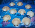 Ten  10  Mexican Deep Scallop Sea Shells Beach Decor Nautical Craft Tropical