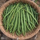 Bean Seeds - Bush Beans - Tendergreen  Non-gmo  Heirloom Vegetable Garden Seeds