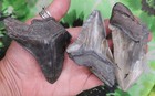 Megalodon Sharks Teeth 3 No Restorations Fossil Sharks Teeth Tooth