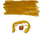 Vintage antique Italian Micro Seed Beads -16 0 Golden Yellow Transparent-3 6g Ea