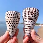 Large Lettered Alphabet Cone Seashell Conus Litteratus Seashell Rare Real 3 