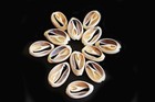 24 Center Cut Ringtop Cowrie Shells Craft 1 2-1  Beach Crafts Jewelry Decor Art