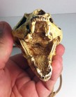 Aztec Death Whistle - The Carnivore -  Loud  Hand Crafted  Used In Got