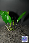 Anubias Lanceolata-freshwater Aquatic Live Plants 