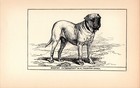 Antique Mastiff Print 1912 Moore Ch Beaufort Mastiff Wall Art Decor 4816q