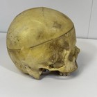 Vintage Anatomical Human Skull Model Medical Teaching Aid  not Haunted 