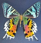 Sunset Moth Butterfly Real Framed Art Gift Shadow Box Mounted Insect Lot