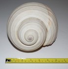Giant 177mm   7   - Natural Baler  Melon Conch Aethiopica Volute Seashell