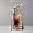 Large Dissected Bird In Resin  Pigeon Specimen Dissection  Columba Livia