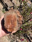       rr        Top Quality Arizona Rainbow Petrified Wood  4  Lb     