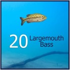 Live Largemouth Bass  20  Pond Fish   Pack Includes  20  2-4 In  Bass For Ponds