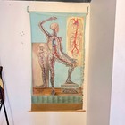Vintage 40   s Denoyer-geppert Anatomy Series Circulatory Lariviere Poster Chart