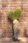 3ft Double  Joshua Tree plant  Legally Harvested   Tagged  Yucca Brevifolia