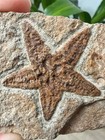 Authentic Petraster Starfish Fossil     Detailed  sea Star  From Morocco- 3 5 