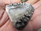 Vtg Teeth Belt Buckle 3d Dentist Jaw Mouth Bite Tooth 1974 Paperweight Rare Vg