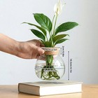 New Greenaura Plant Propagation Vase Set 4 Glass Hydroponic Wooden Base Decor