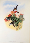 Gould Violet-crown Hummingbirds Vintage Bird Art Print Bookplate 285