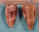 Conus Papilliferus 2 Shells 30 34mm Terrigal new South Wales