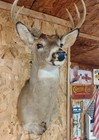 8 Point Whitetail Deer Shoulder Mount  Taxidermy Vintage