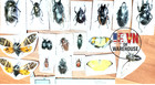 Combo Of 18 Real Beetles   Insects     Mixed Species Collection