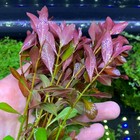 Ludwigia Palustris - Buy3get1free - Live Red Aquarium Plant